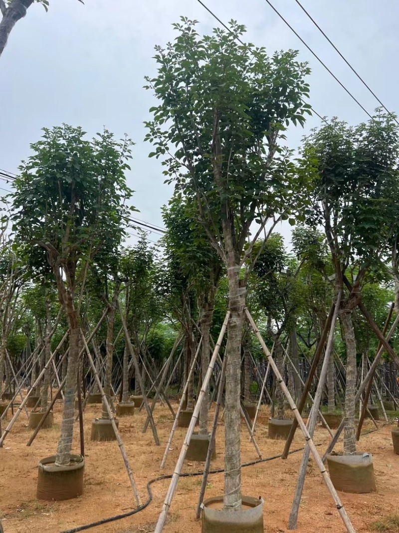 骨架黄花风铃木14～20公分基地直销规格齐全来电咨询