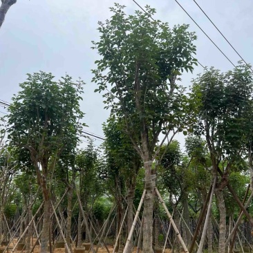 骨架黄花风铃木14～20公分基地直销规格齐全来电咨询