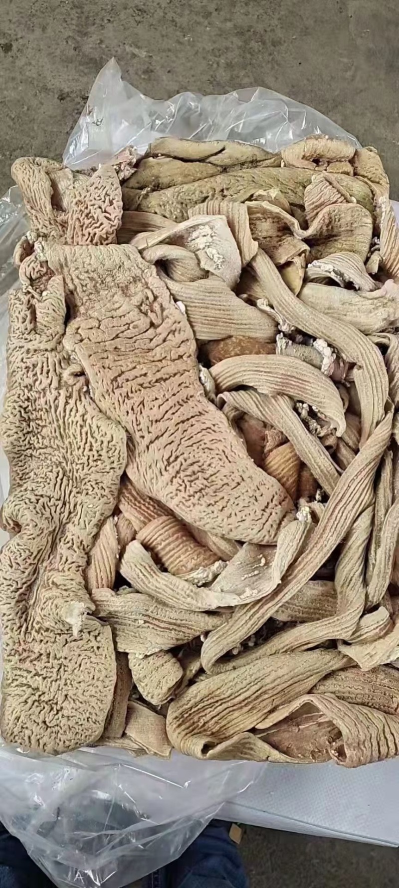 牛大肠，