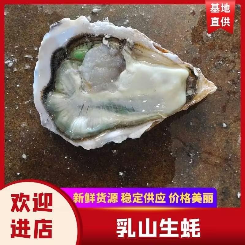 乳山生蚝货源稳定规格齐全山东直发质量保证