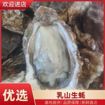 山东乳山生蚝精品生蚝热卖中壳薄肥美全国发货