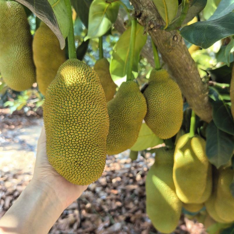 【推荐】海南榴莲蜜尖蜜拉一手货源供应市场商超欢迎咨询