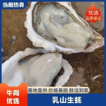 乳山生蚝批发，全年供货，货源稳定规格齐全。流通上到流通精标准