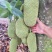 【推荐】海南榴莲蜜尖蜜拉一手货源供应市场商超欢迎咨询