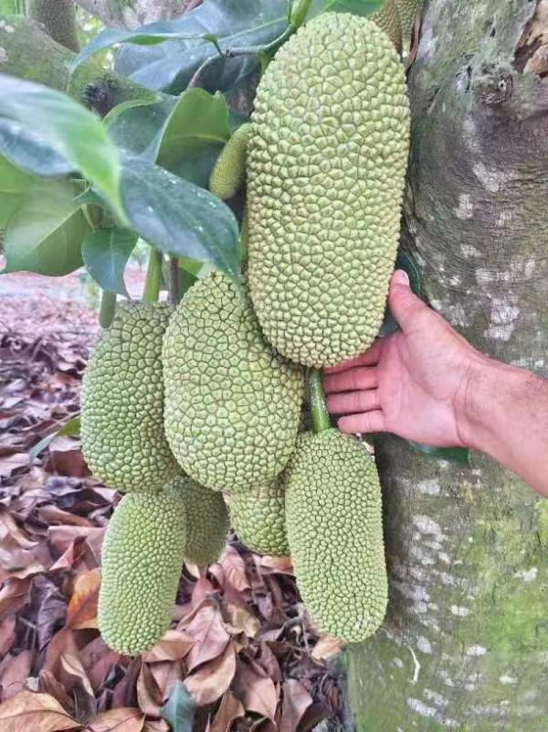 【推荐】海南榴莲蜜尖蜜拉一手货源供应市场商超欢迎咨询