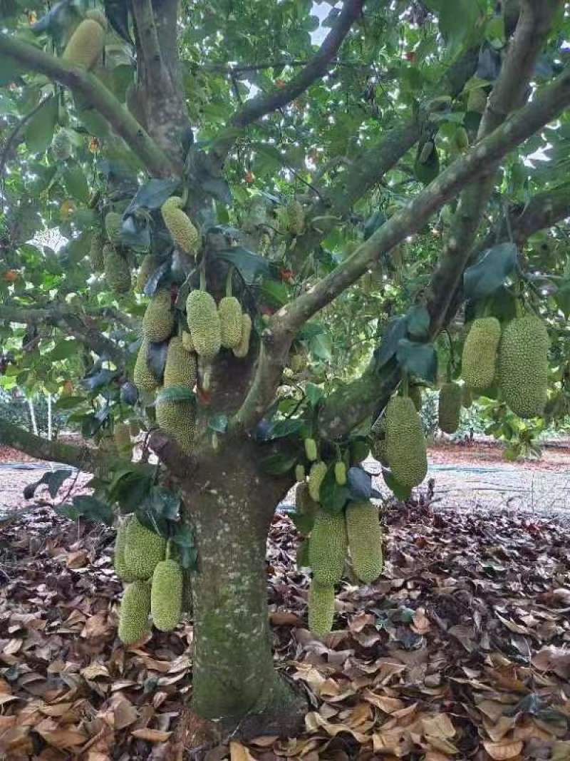 【推荐】海南榴莲蜜尖蜜拉一手货源供应市场商超欢迎咨询