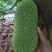 【推荐】海南榴莲蜜尖蜜拉一手货源供应市场商超欢迎咨询