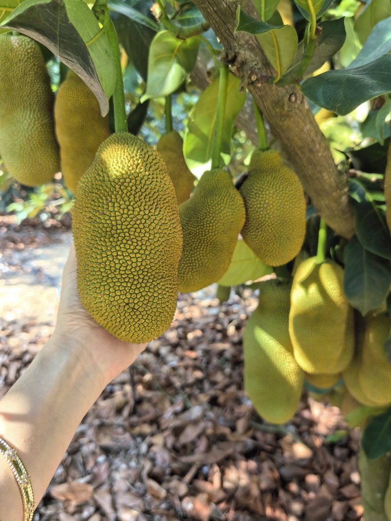 【推荐】海南榴莲蜜尖蜜拉一手货源供应市场商超欢迎咨询