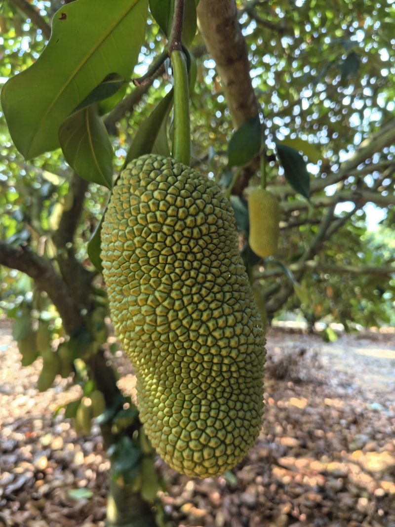 【推荐】海南榴莲蜜尖蜜拉一手货源供应市场商超欢迎咨询