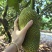 【推荐】海南榴莲蜜尖蜜拉一手货源供应市场商超欢迎咨询