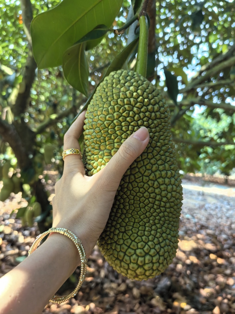 【推荐】海南榴莲蜜尖蜜拉一手货源供应市场商超欢迎咨询