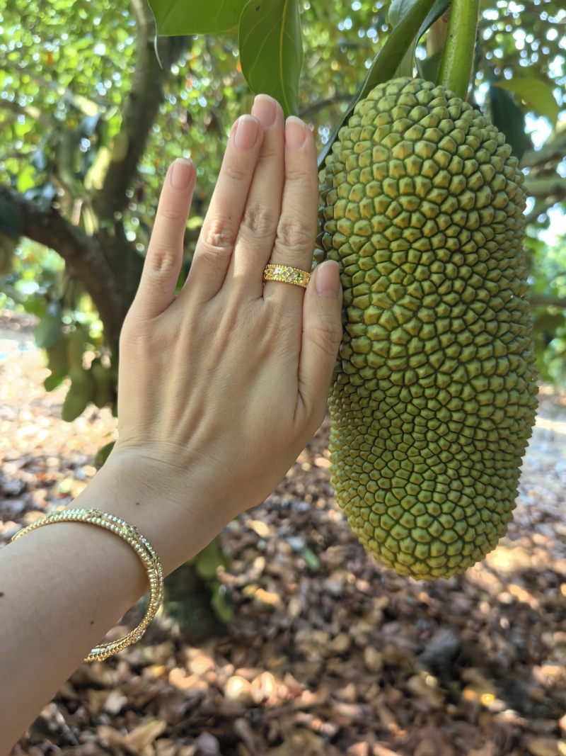 【推荐】海南榴莲蜜尖蜜拉一手货源供应市场商超欢迎咨询