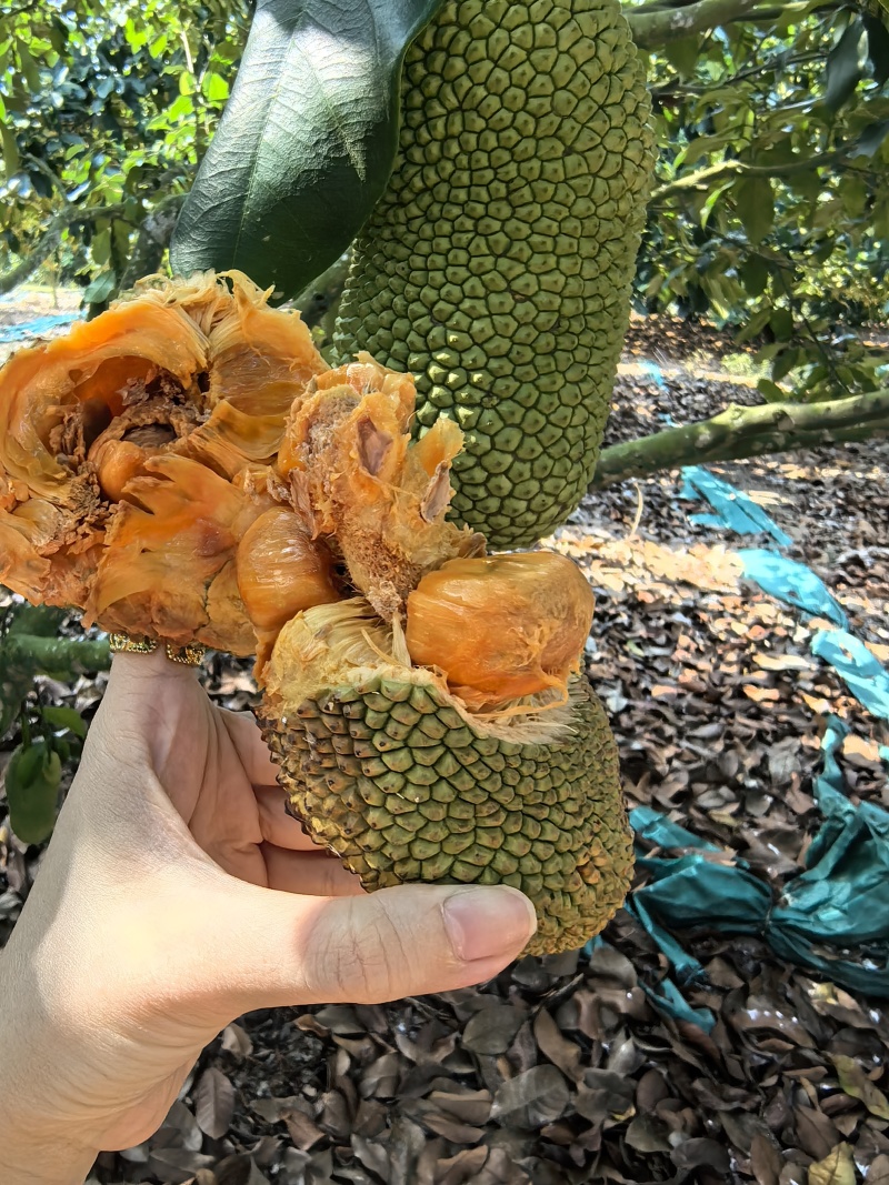 【推荐】海南榴莲蜜尖蜜拉一手货源供应市场商超欢迎咨询