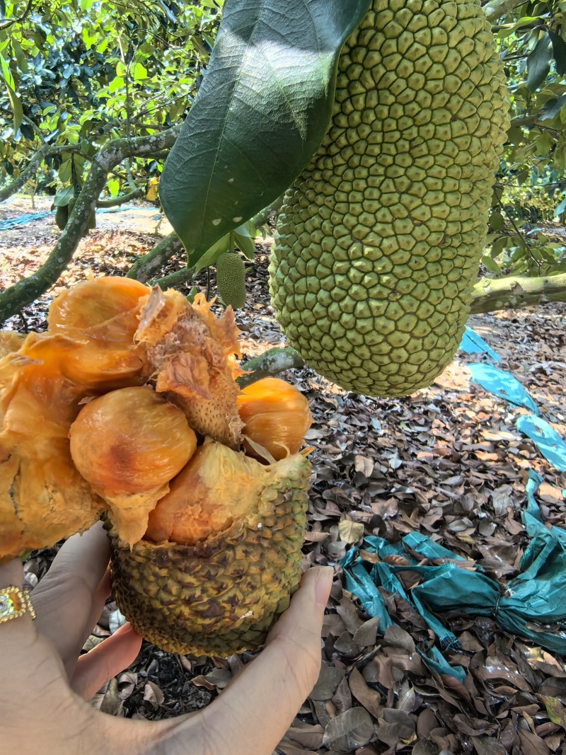 【推荐】海南榴莲蜜尖蜜拉一手货源供应市场商超欢迎咨询