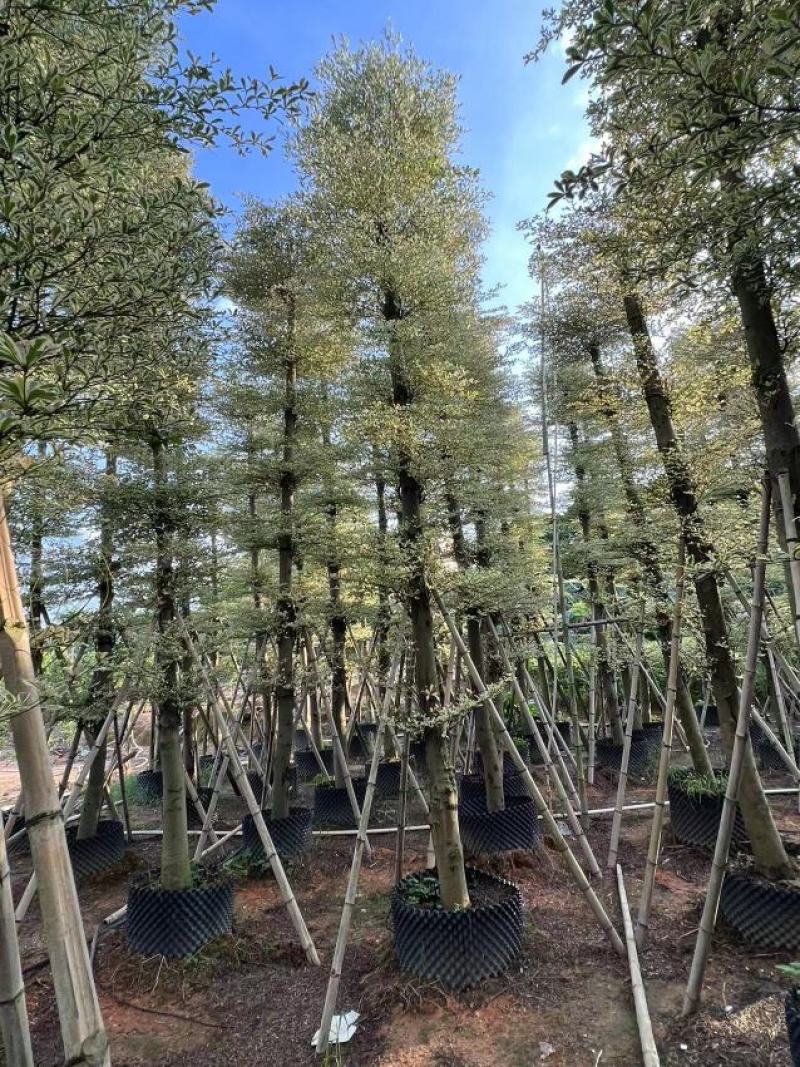 花叶榄仁5分到15分，层次分明，叶草茂盛