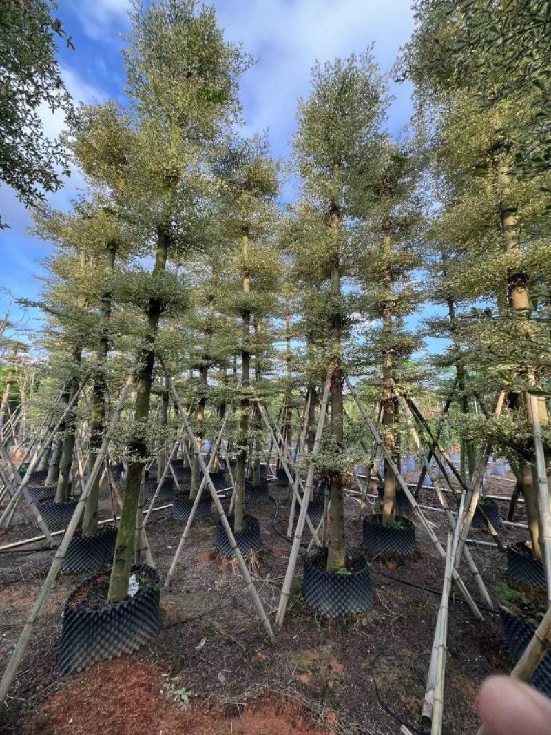 花叶榄仁5分到15分，层次分明，叶草茂盛