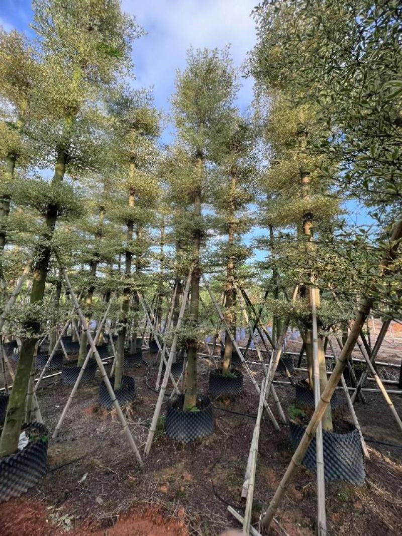 花叶榄仁5分到15分，层次分明，叶草茂盛