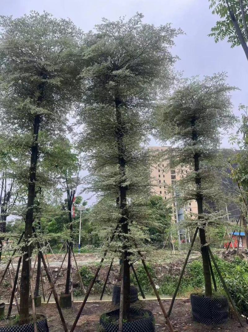 花叶榄仁5分到15分，层次分明，叶草茂盛