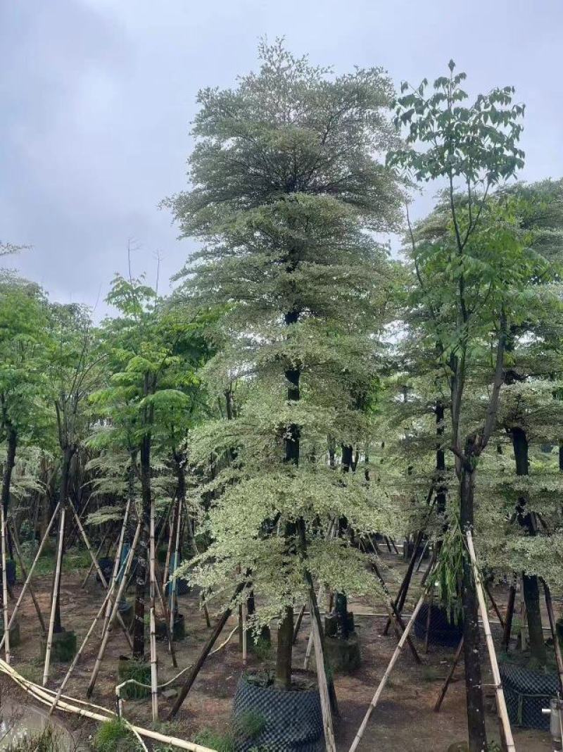 花叶榄仁5分到15分，层次分明，叶草茂盛