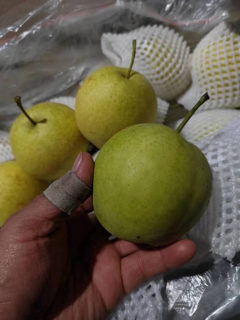 皇冠梨绿皮，颜色绿，口感甜质量保证欢迎采购
