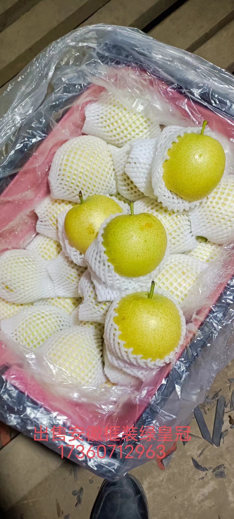 皇冠梨绿皮，颜色绿，口感甜质量保证欢迎采购