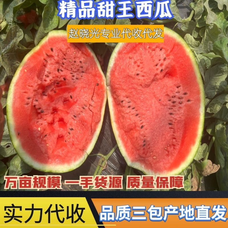 辽宁新民西瓜代办代收/辽宁西瓜产地代办代收/甜王西瓜代办