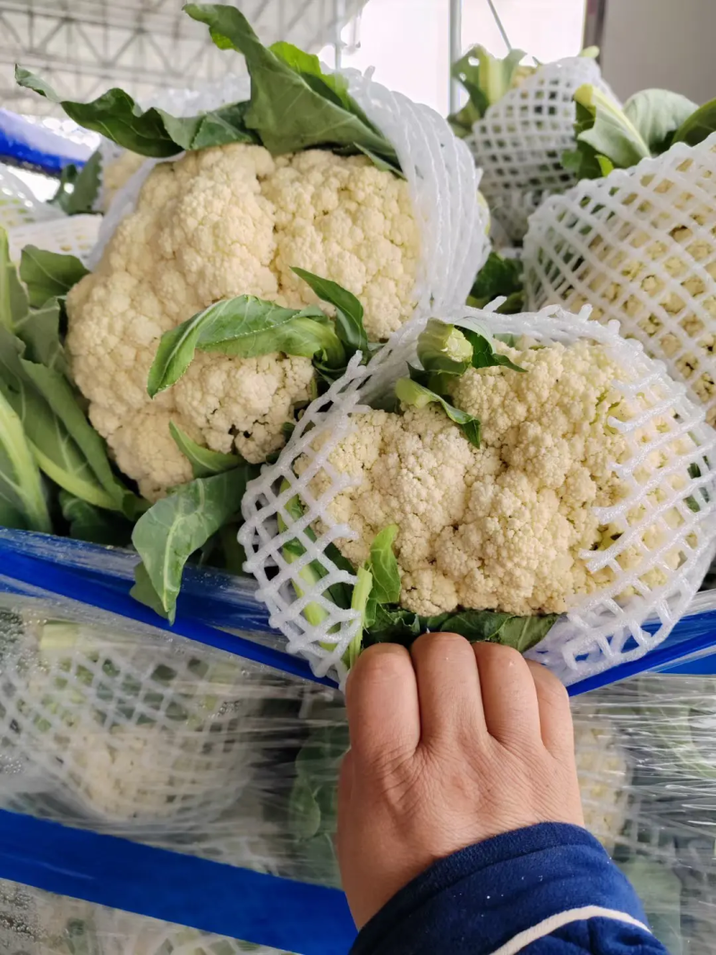 河南菜花有机松花菜，小米粒乳白货源充足代收代发低价新货上市