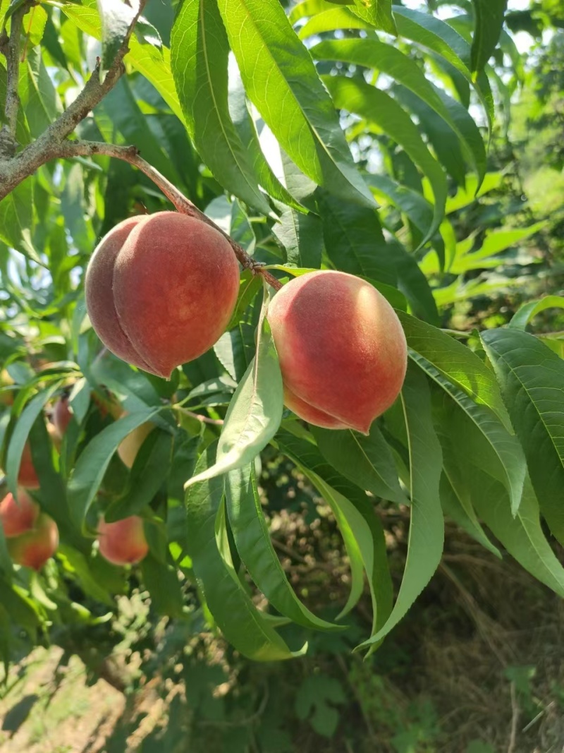 红冠毛桃