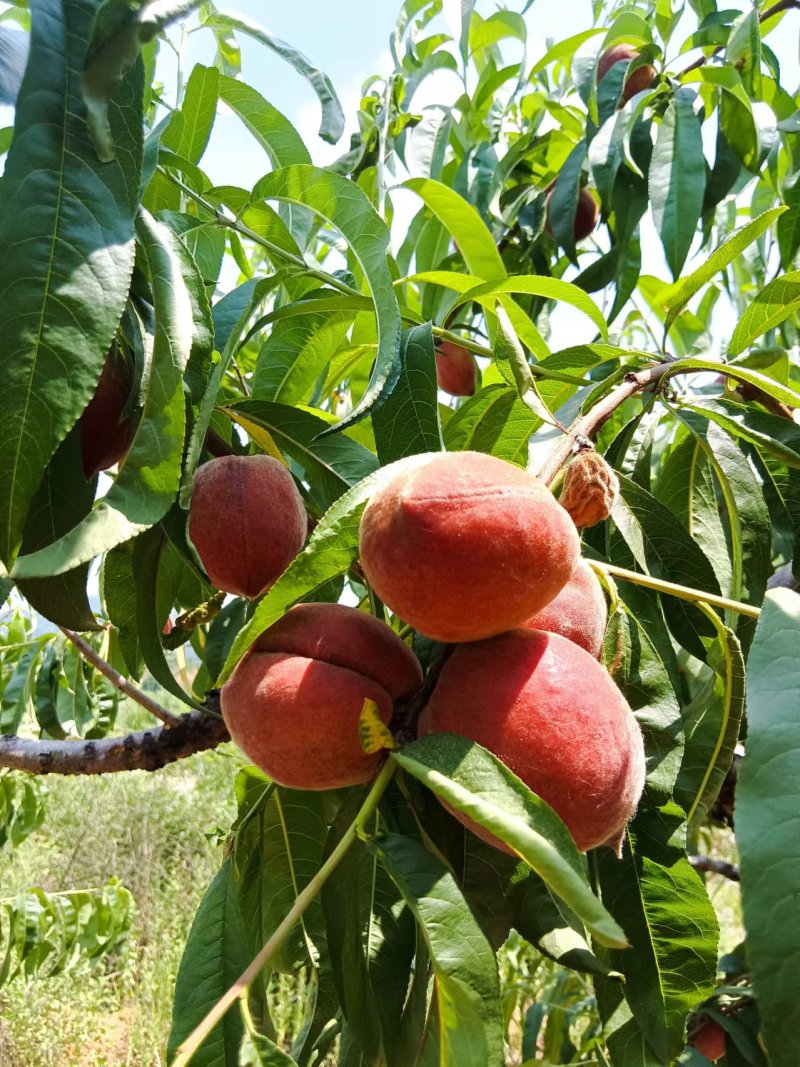 红冠毛桃