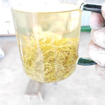 湖南湘西藤茶产地永顺莓茶百亩基地，自产自销