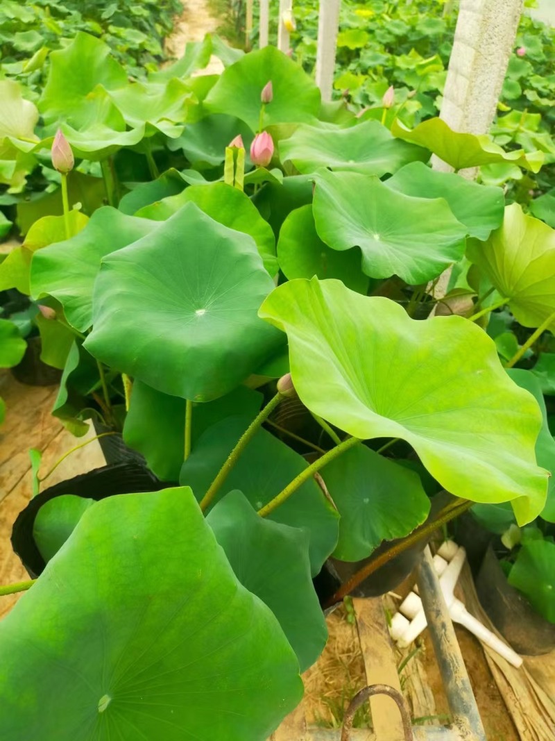 开花荷花，品种荷花，颜色多的，绿化也有