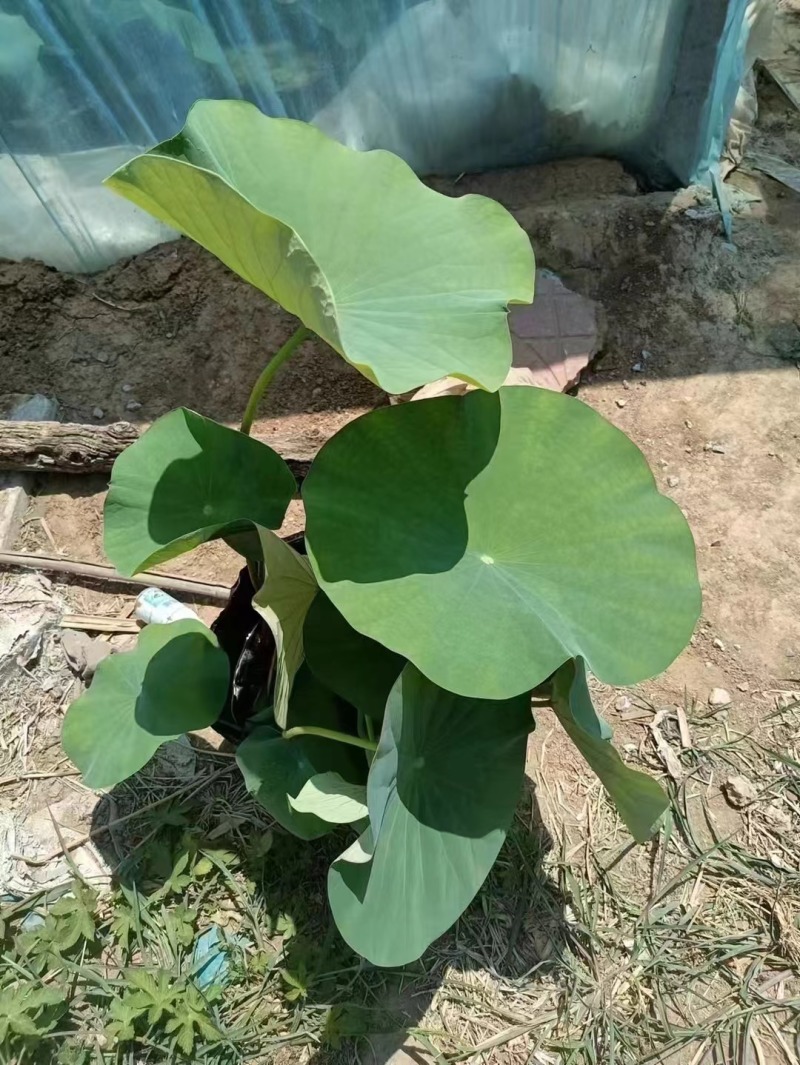 开花荷花，品种荷花，颜色多的，绿化也有