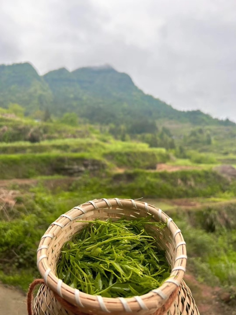 莓茶，自家种植基地，性价比高，没有中间商，可看场地