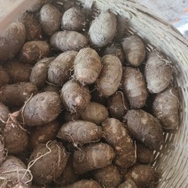 长期有货现货江西上饶正宗农家红芽奶香芋头新鲜香芋芋粉糯香