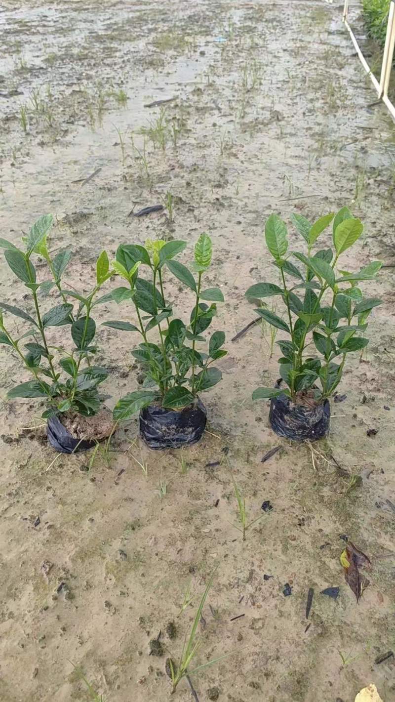 基地长期供应玫瑰栀子，牡丹栀子，大栀子苗