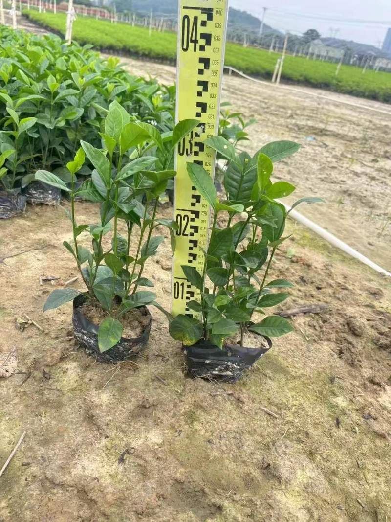 基地长期供应玫瑰栀子，牡丹栀子，大栀子苗