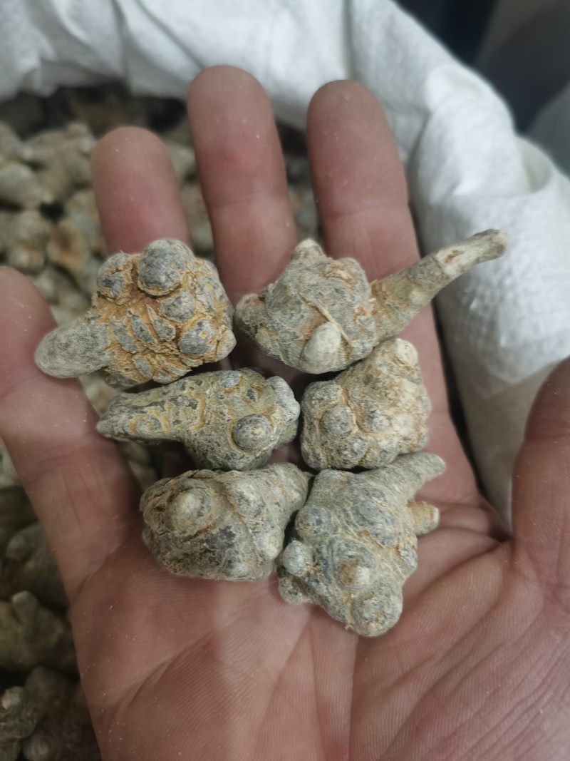 三七标准60头三七水洗三七各种规格三七