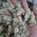 三七标准60头三七水洗三七各种规格三七