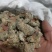 三七标准40头水洗三七各种规格三七
