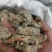 三七标准40头水洗三七各种规格三七