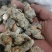 三七标准40头水洗三七各种规格三七