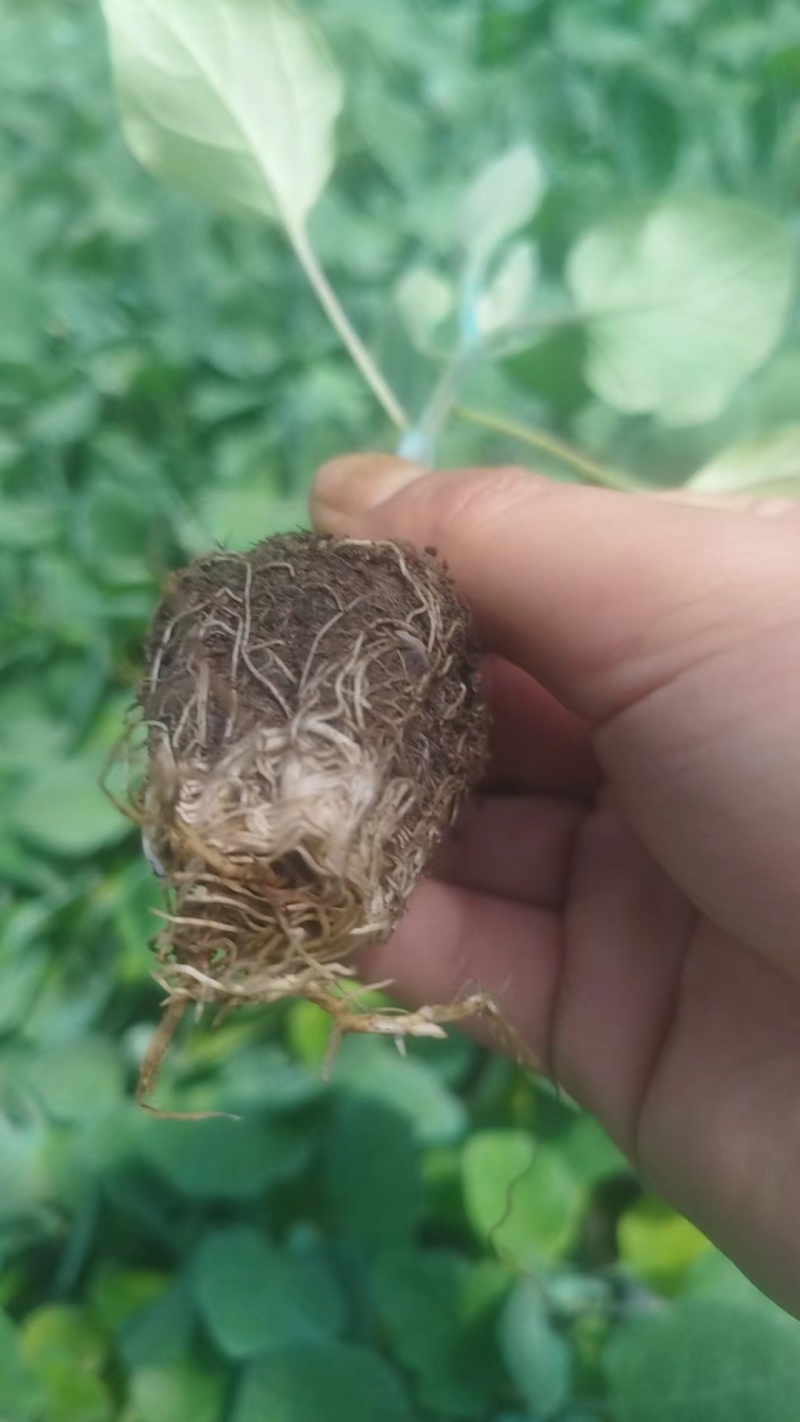 广东惠州长茄苗茄子苗供应江门茂名中山等地欢迎来电