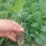 广东惠州长茄苗茄子苗供应江门茂名中山等地欢迎来电