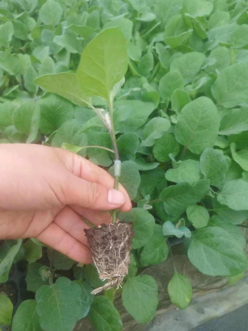 广东惠州长茄苗茄子苗供应江门茂名中山等地欢迎来电