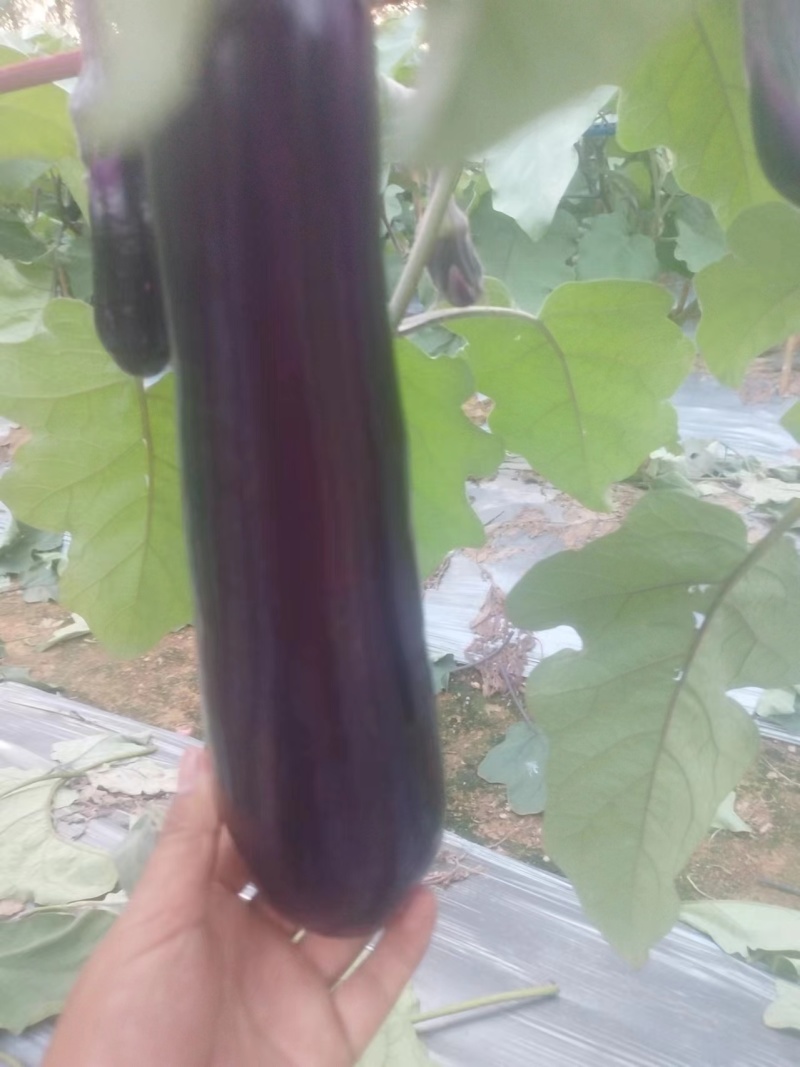 广东惠州长茄苗茄子苗供应江门茂名中山等地欢迎来电