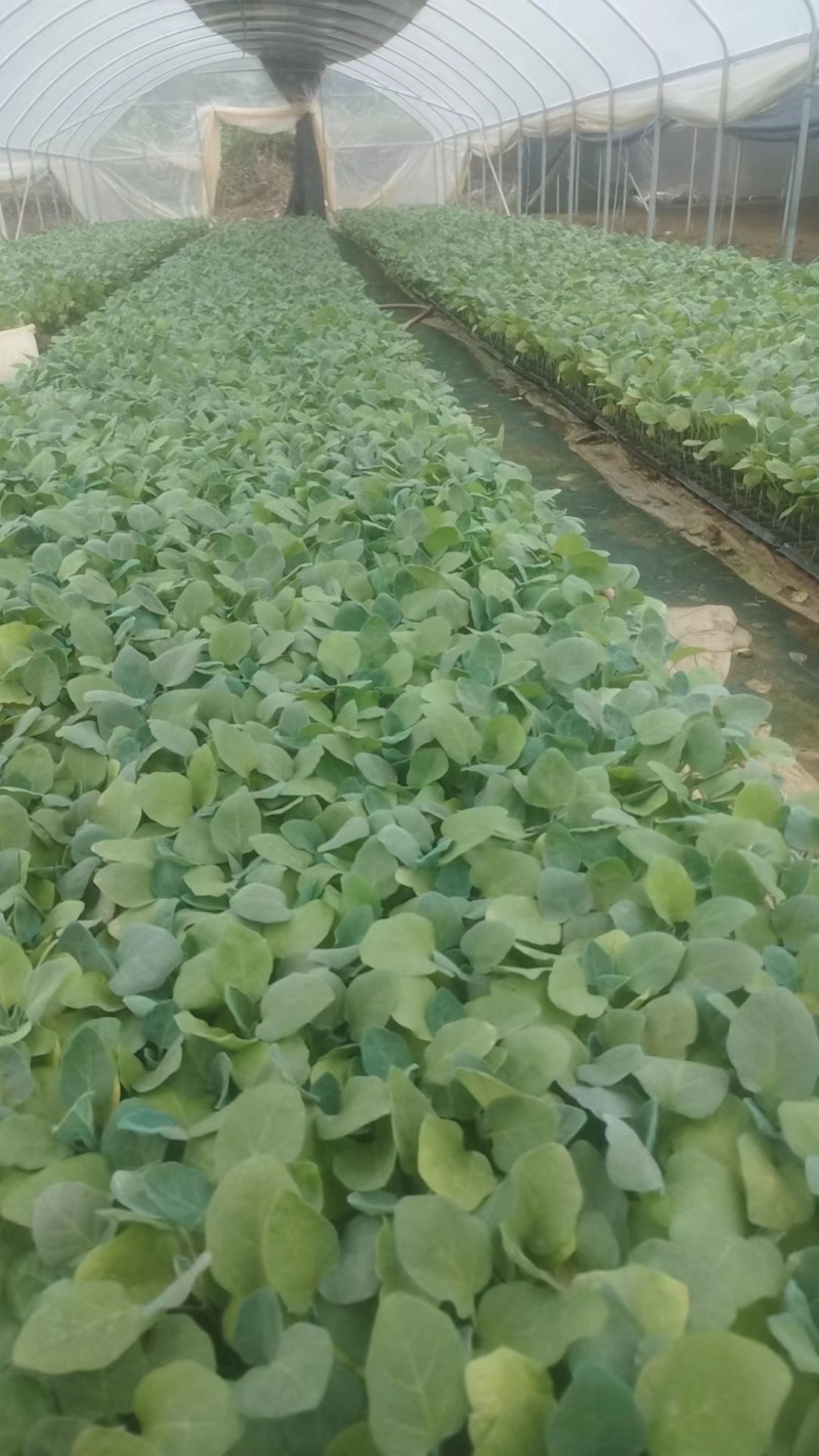 广东惠州长茄苗茄子苗供应江门茂名中山等地欢迎来电