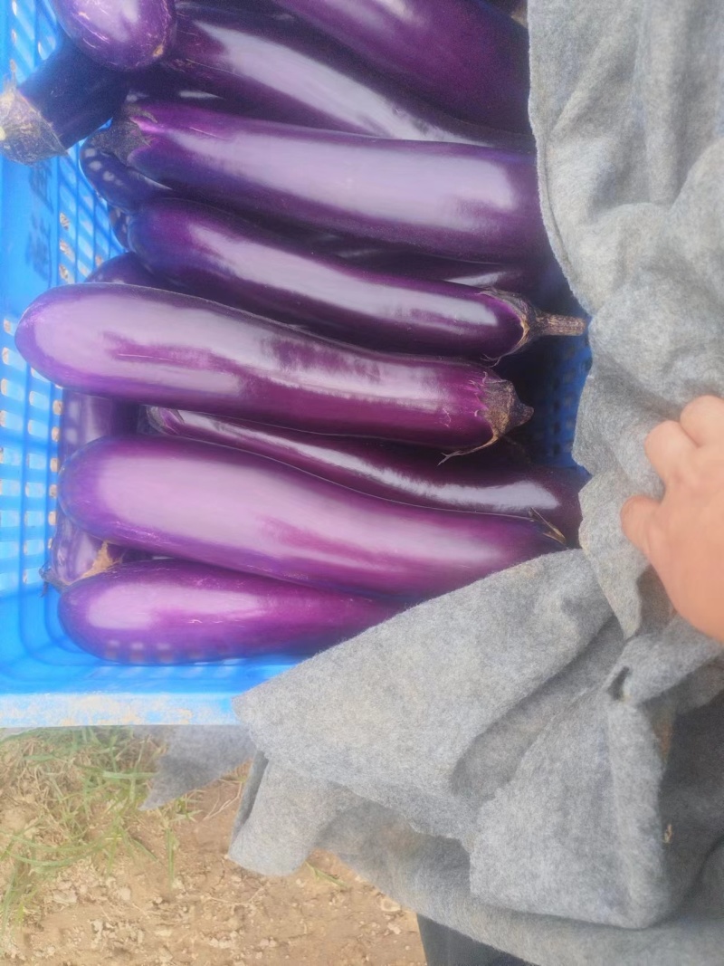 广东惠州长茄苗茄子苗供应江门茂名中山等地欢迎来电
