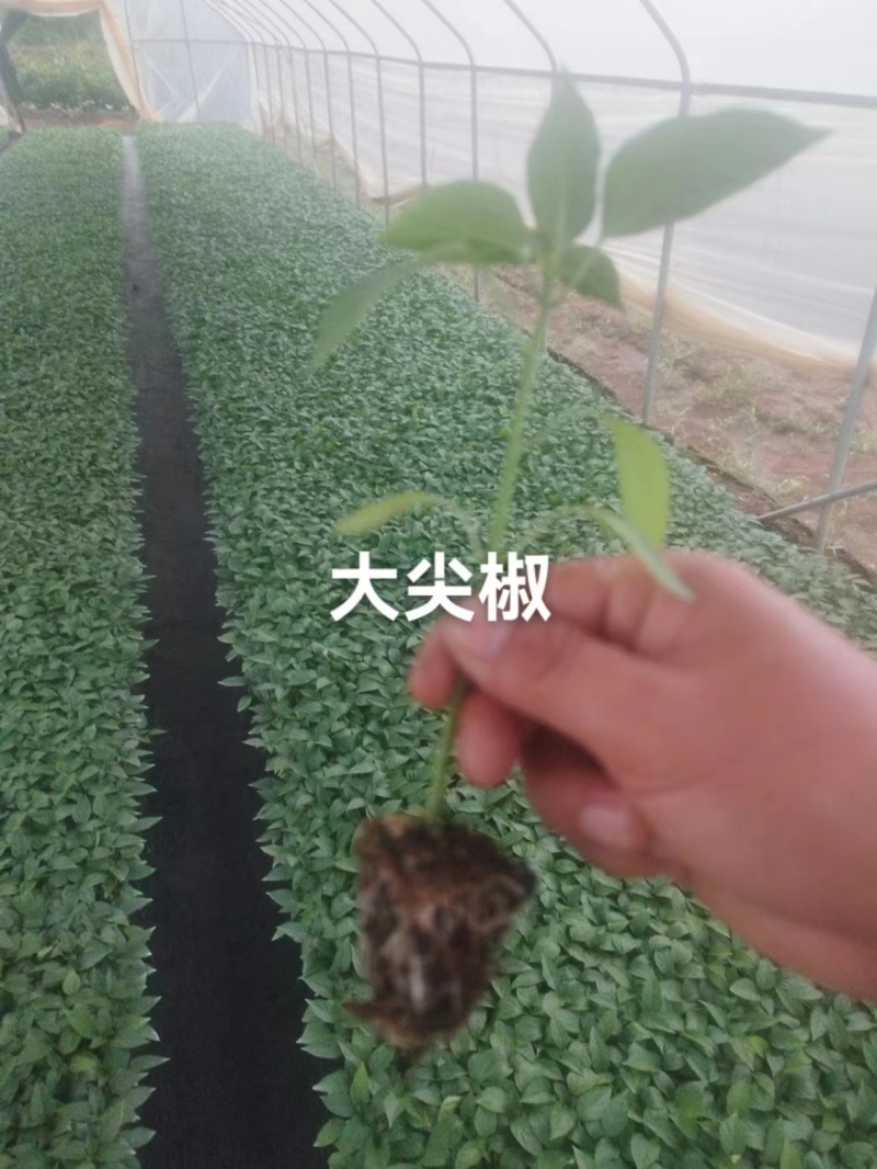 广东辣椒苗长尖椒苗大量供应基地直发货源充足价格美丽