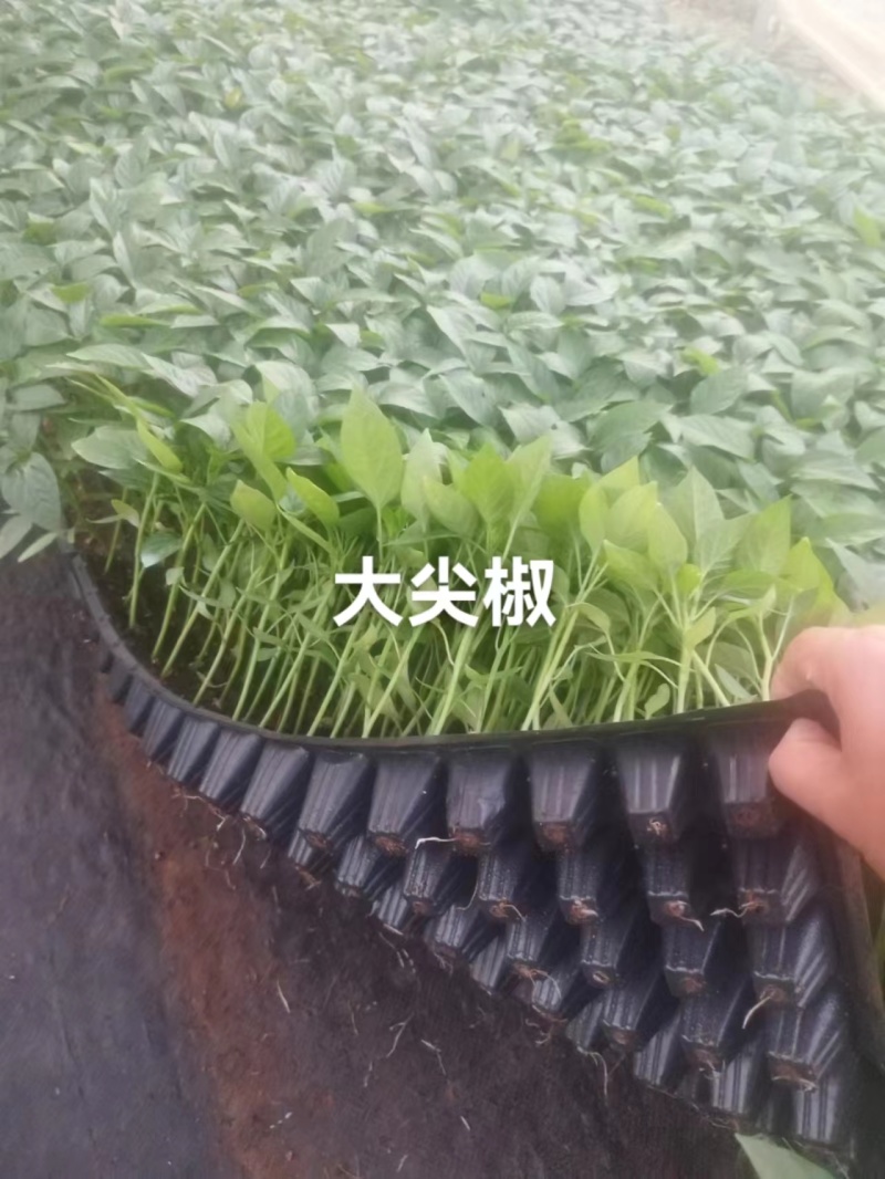 广东辣椒苗长尖椒苗大量供应基地直发货源充足价格美丽