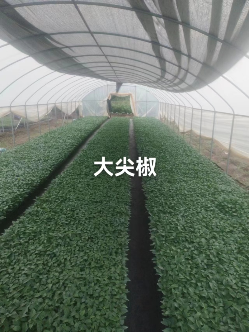 广东辣椒苗长尖椒苗大量供应基地直发货源充足价格美丽